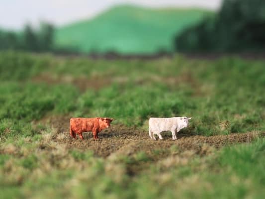 VPS NVPS103 Schotse Hooglander creme en brown (2 stuks) schaal N