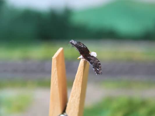 VPS NK11 Bald eagle biddend schaal N