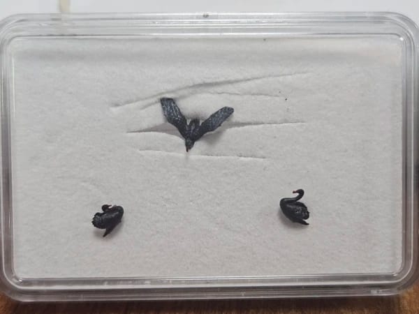 VPS Zwarte Zwanen (schaal N)