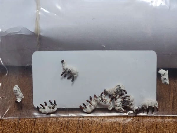 VPS NS003 Drents Heideschaap 10 stuks (schaal N)