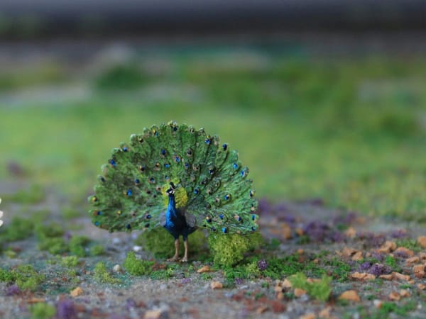 VPS NK08 Pauw "blauw" schaal N